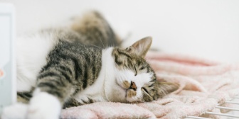 俺「猫を不本意ながら保健所に預ける」　周り「猫が可哀想！」　俺（だったらお前が引き取れボケが！）