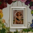 水戸市のM・ダックスフンド愛犬冴ちゃんの個別火葬【ペット火葬・霊園・水戸市】