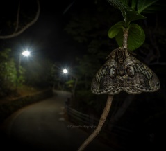 10℃の夜 （後編） - イボタガ・エゾヨツメなど【2026年4月 高尾山】