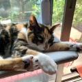 パンチしたら許さないにゃもん！