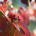 Graceland Style　３７　落葉樹を植える