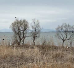 ハクレンの死骸をカラスが啄む