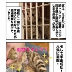 しゃーねこ家のblog