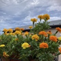 ベランダに咲く花