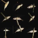 冬アジング終盤戦