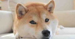 With Kabosuからお知らせです