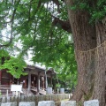 2026天然記念物大銀杏でアオバズクを撮る16🦉📸（足利市鑁阿寺）