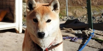 チラシ入れのおっさんが猛犬注意の看板やポストを無視して、家の犬に太もも齧られて流血騒ぎになってしまい…