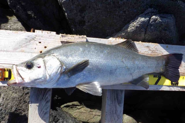 新 房総半島奔走記 ヒラスズキ 新 房総半島奔走記 ヒラスズキ