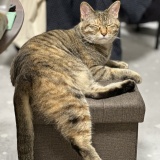 愛猫マジック