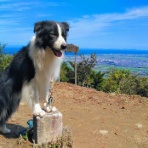 ひろいびと 清掃登山犬達と三重県の山ゴミ拾い清掃活動記録