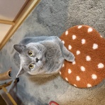 広東省でゴルフ&ヨガ&猫