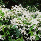 『第69回・第70回ナノプラネットゼミの案内』の画像