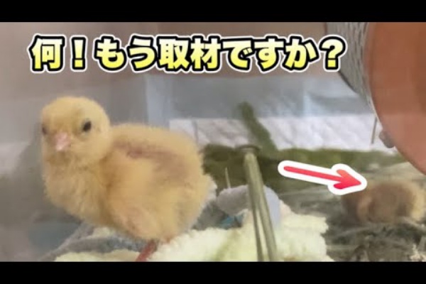 誰にでも懐く 姫うずらの育て方大図鑑 姫うずらのひな