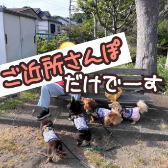 パパバイク復活と目玉焼きトーストとボール投げさんぽ。