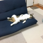 にゃんこ速報～修羅場・キチママ・生活まとめ～