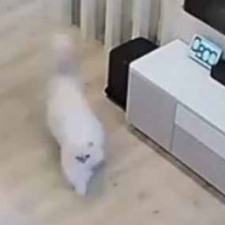 猫の動画 ねこわん！