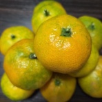 サクラの咲く頃～日常の幸せ