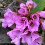 【言葉が変われば未来も変わる】