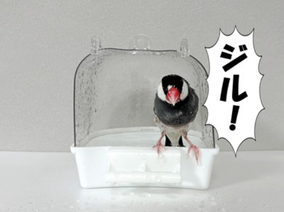 どっちが悪い？