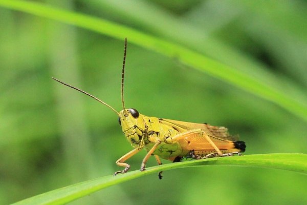 こん近のblog バッタ キリギリスなど