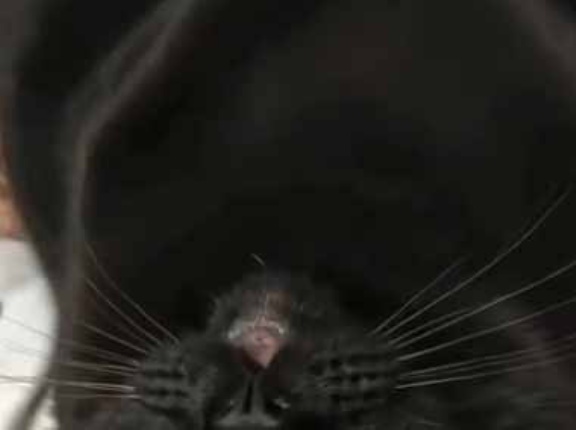 そこには目と口と鼻があった。これはキメラですか？ → 謎の生物はこちらです…
