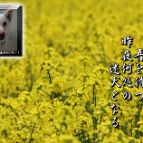 『迷犬よ何処に！』の画像