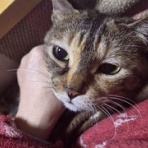 馴れていない成猫の幸せへの道