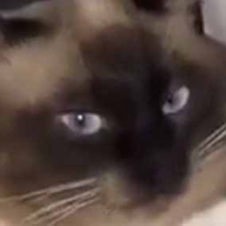 猫の動画 ねこわん！