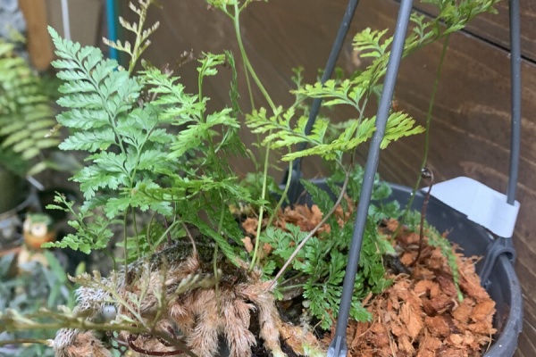 男のロマンはボタニカル 植え替え