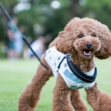 『【土・日・祝日】お世話ボランティアさん募集しています』の画像