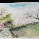 薬師池公園梅林