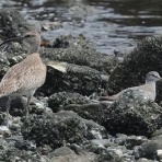 Tokyo_wildbirdpark_blog