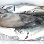 遊漁船「弁天丸」のブログです。