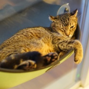 世界猫の日2026、現在のわがにゃ。