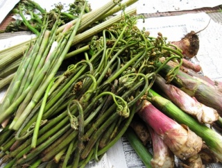 好きな山菜早い者勝ちｗｗｗｗｗｗｗｗｗｗｗ