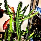 本日の多肉植物161(2025年12月8日)