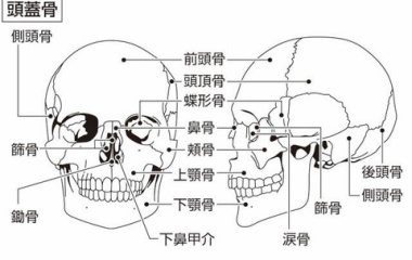 『  マニアックな頭蓋骨講座』の画像