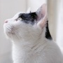 埼玉県金子駐在所にいる「猫の駐在さん」が大人気で大活躍！！ 駐在所に訪れる人が増え、犯罪の注意喚起もスムーズに