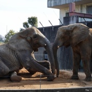 媛ちゃんゴロンゴロン♪
