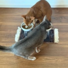 横取りひめちゃん