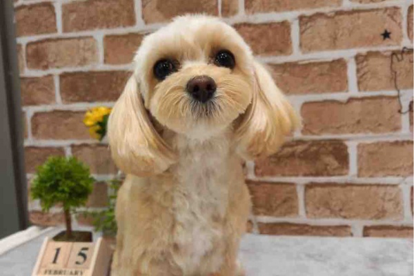 京都 カインズ木津川店ペッツワンコーナースタッフブログ