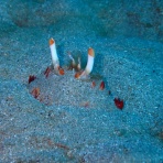 梶賀ダイビングサービス