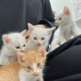 子猫たちの兄妹愛　20251026