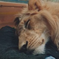 閉園後の動物園　夜更かしな動物たちが、みるみる眠りに落ちていく理由