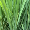 稲穂🌾
