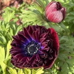 きよひめの気ままにロザリアン