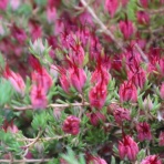 Alex's Garden Party♪