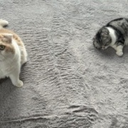 100円クッションで作る猫ベッド