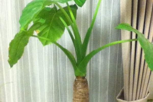 ナス科の地上絵 クワズイモ Alocasia Odora